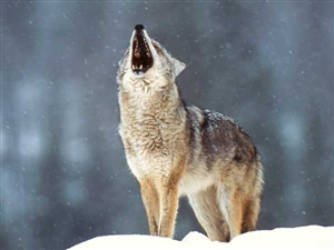 Wolf in wild